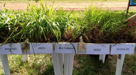 Tarde de Campo - CCGL